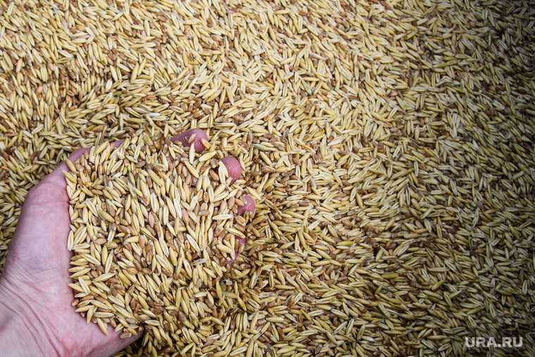 ограничение экспорта пшеницы как политическое оружие России