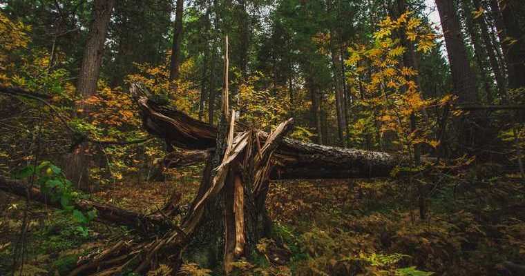 Тюмень Кулаково памятник природы