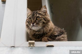 тюменские кошки коронавирус заболеваемость