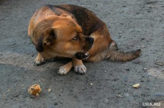 чиновники администрация Нефтеюганск