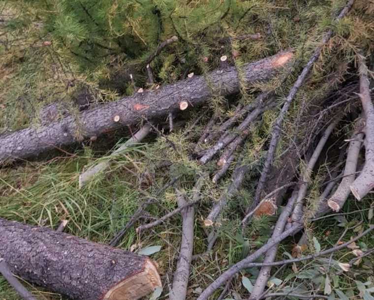 В ЯНАО вырубили деревья под предлогом благоустройства. ФОТО