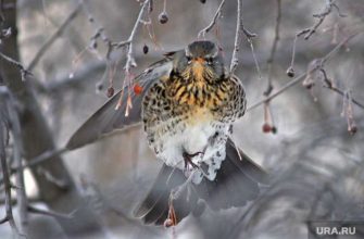 аномальные холода