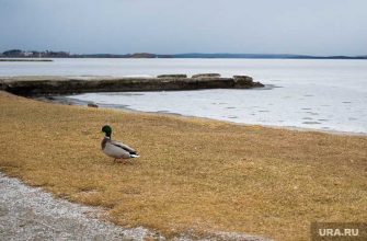 компания Биотех