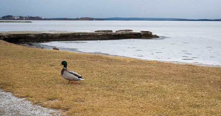 компания Биотех