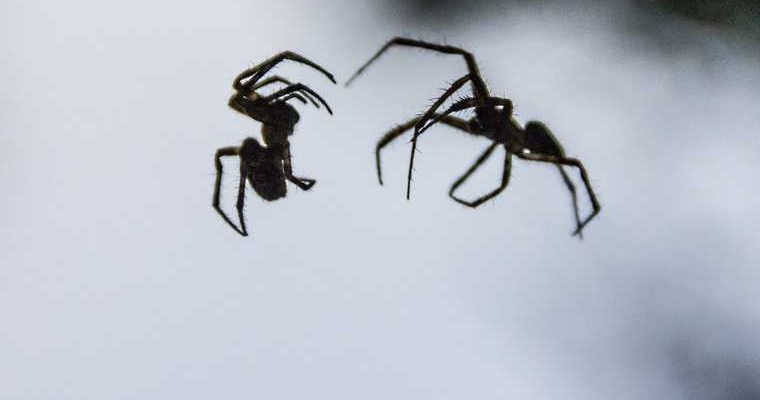 Ростовская область змеи паук каракурт