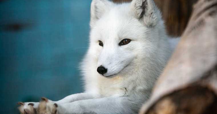 Трассу Сургут-Салехард ждет капитальный ремонт — на Ямале обнаружили большое количество песцов — у салехардских коммунальщиков похитили четыре миллиона рублей — 46 человек лишились жилья после пожара. Все самые интересные и важные новости ЯНАО