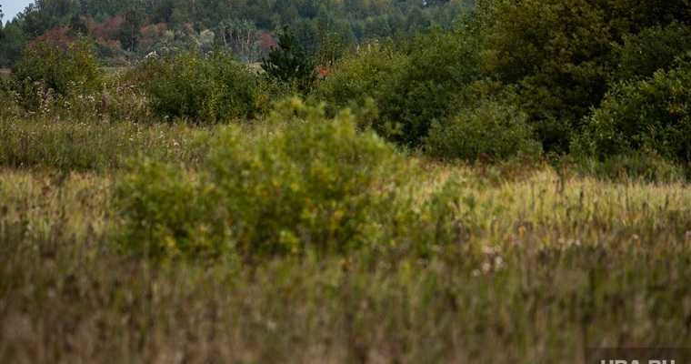 Горнодобывающая компания захватила лес для добычи ресурсов в ЯНАО