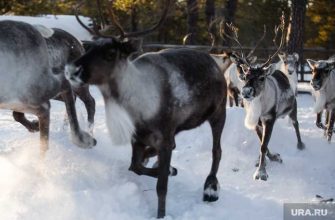 Оленеводы кочевники олени