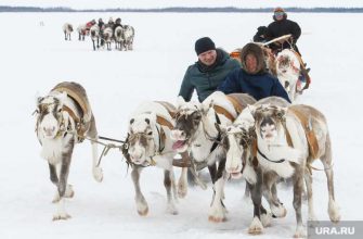 аборигены ЯНАО купить оленей