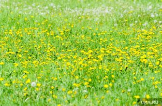 Челябинск погода весна