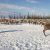 Уральские ученые зафиксировали массовую гибель оленей в ЯНАО