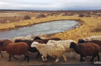 трупы животных Лебяжье