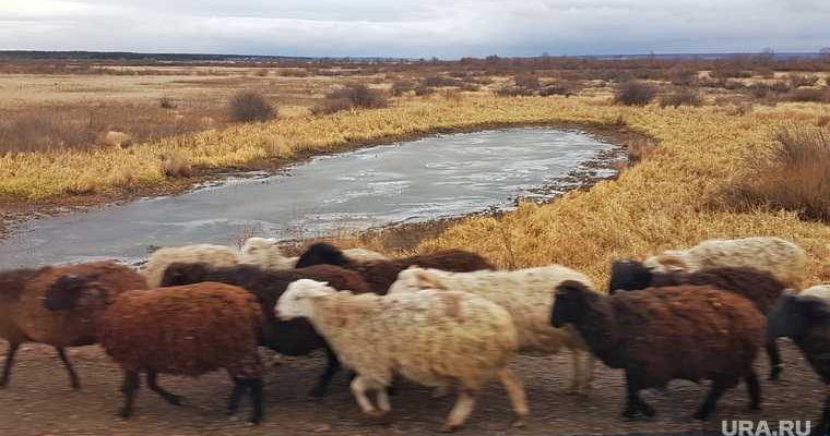 трупы животных Лебяжье