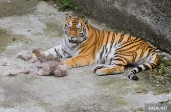 Росгосцирк