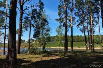 Пермский лес