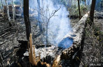 лесные пожары