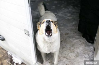 Североуральск чиновники собаки ребенок моральный вред