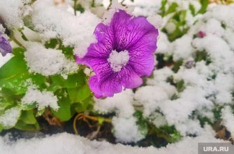 заморозки в перми