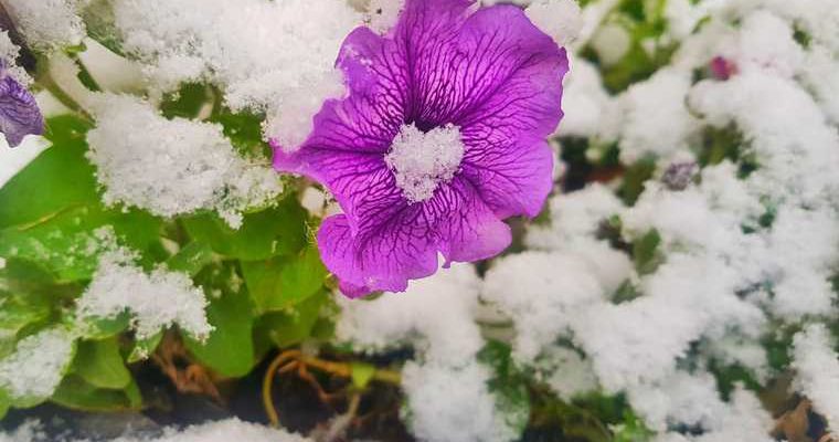 заморозки в перми