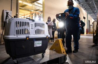 авиакомпания изменила правила перевозки