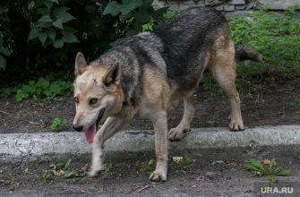 бродячие собаки