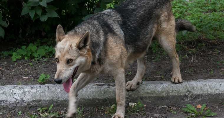 бродячие собаки