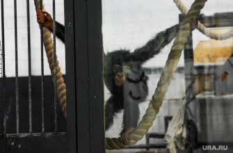 коронавирус