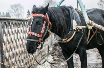 повозка Шадринск