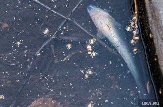 гибель рыбы