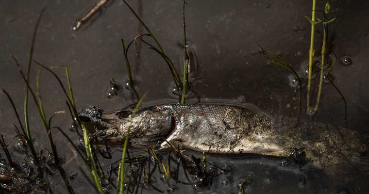 Пермский район