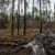 Власти озвучили решение по вырубке леса в деревне под Тюменью. Фото